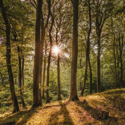 sprengerwald sprengerwald